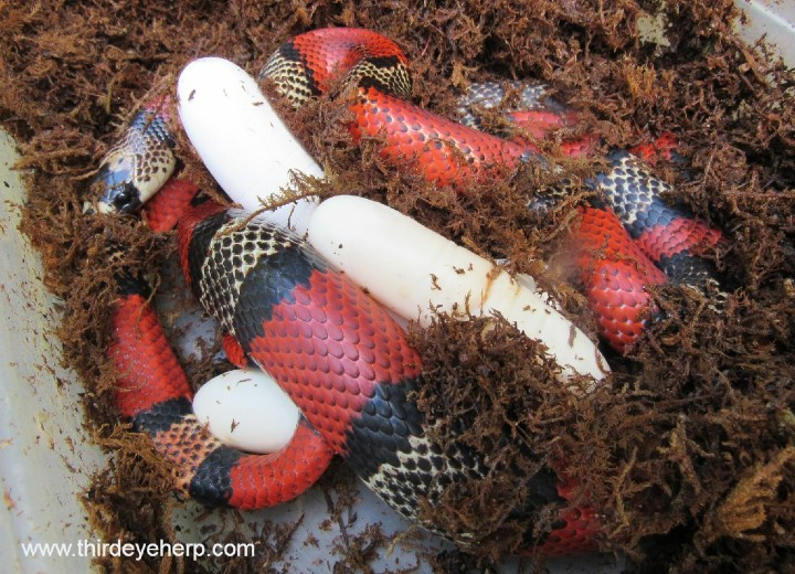 Tri-color Honduran Milk Snake